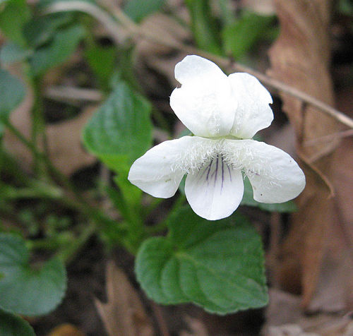 Viola striata